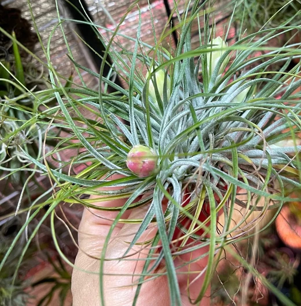 Tillandsia stricta