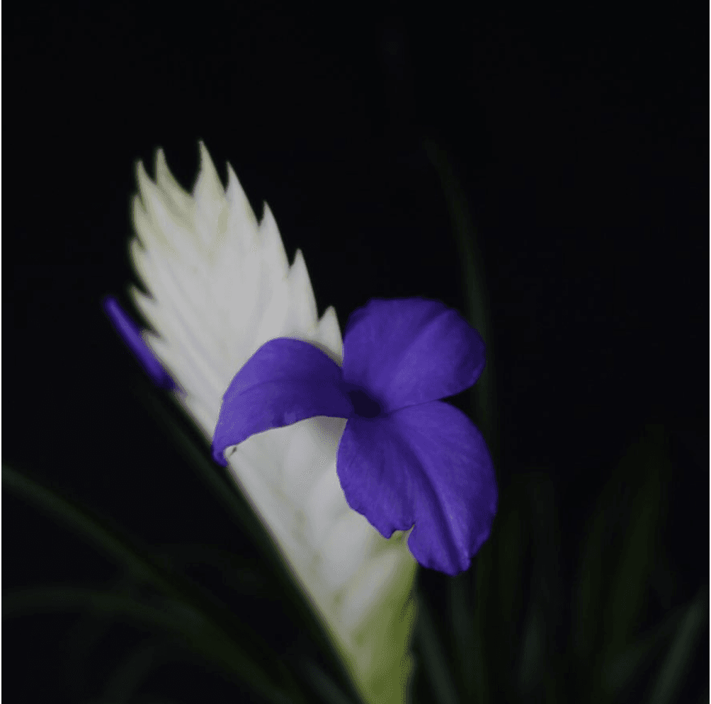 Wallisia cyanea 'Roku'