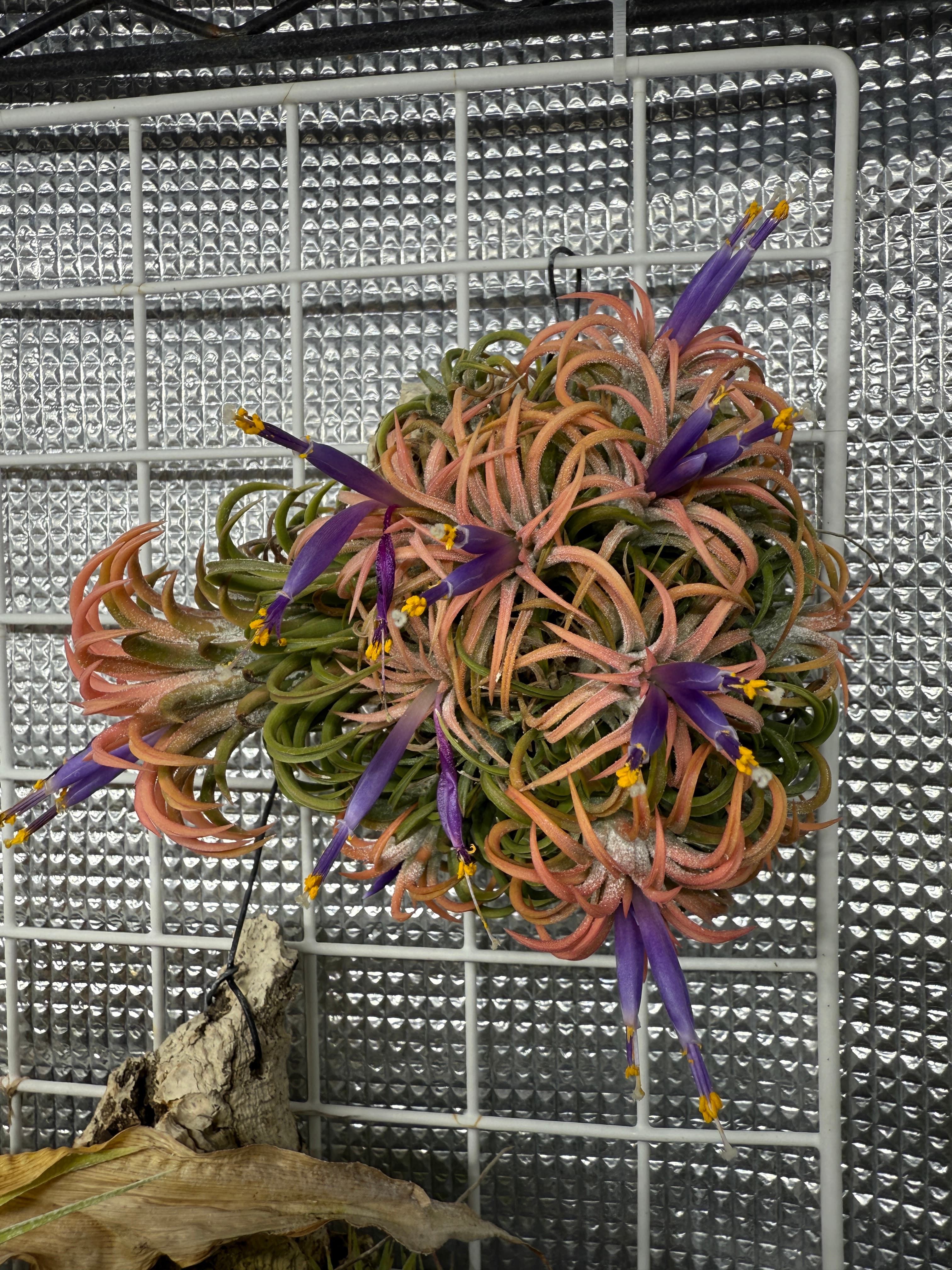 Tillandsia ionantha 'Peach'