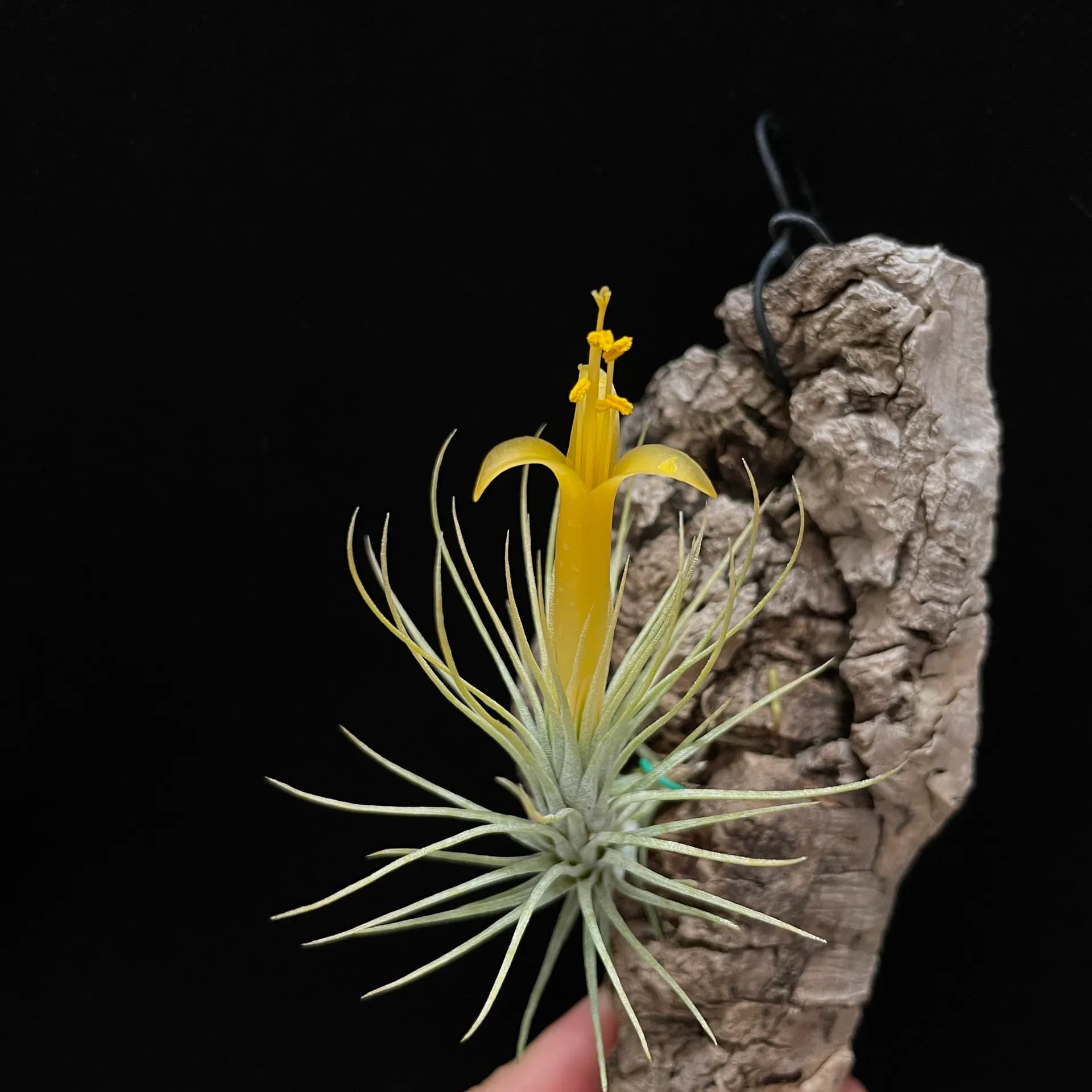 Tillandsia funckiana 'Yellow Flower Form'