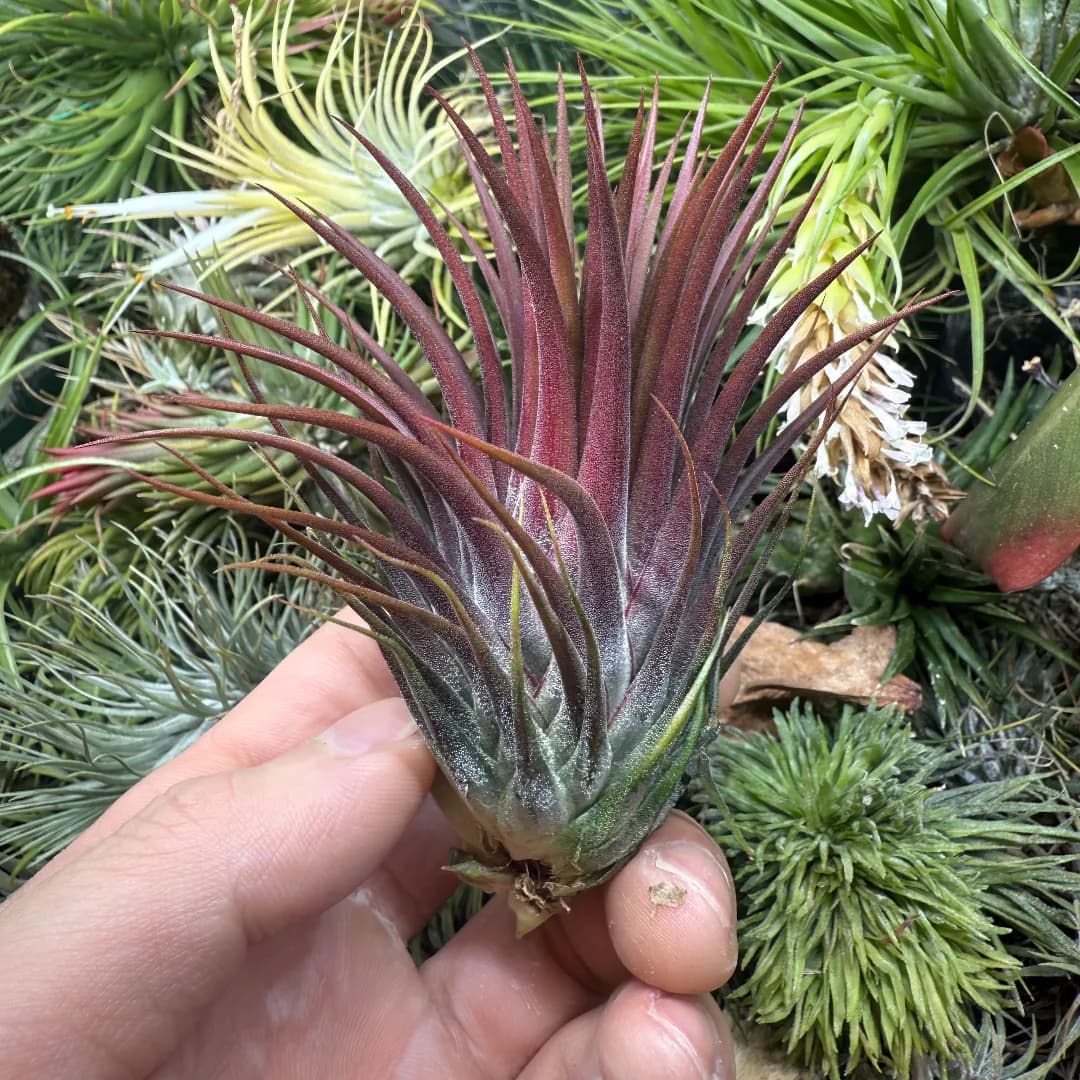 Tillandsia ionantha var. stricta