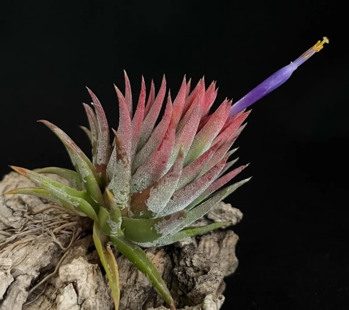 Tillandsia ionantha 'Succrent Form'