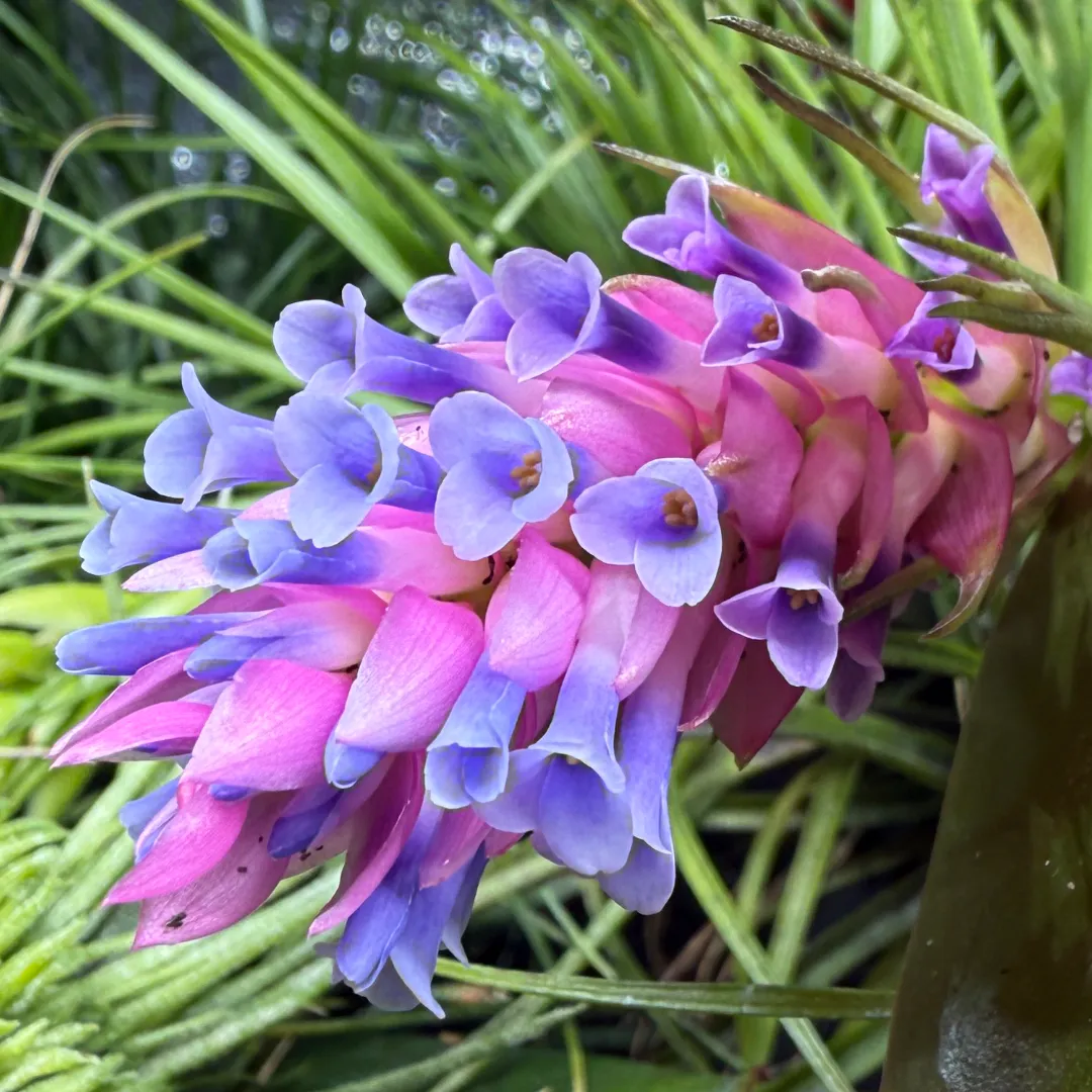 Tillandsia stricta