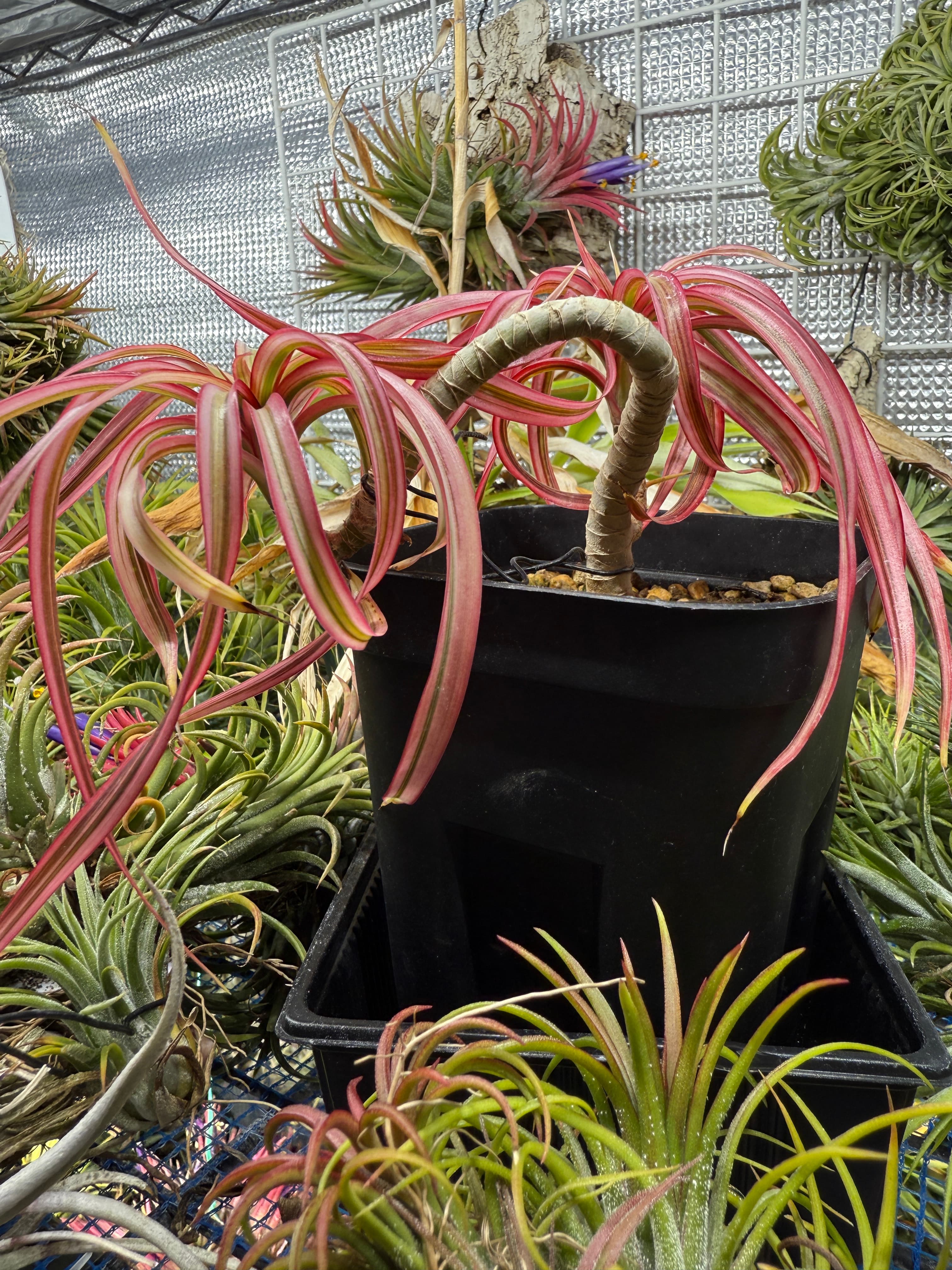 Dracaena concinne tricolor Kuhnty