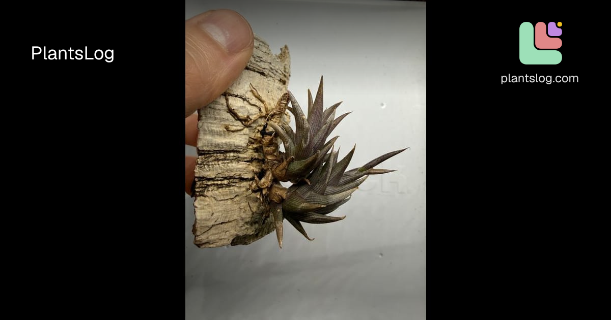 Tillandsia peiranoi（ティランジア・ペイラノイ） | PlantsLog